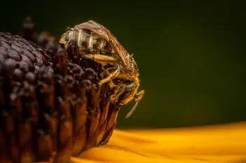 Confusing Furrow Bee