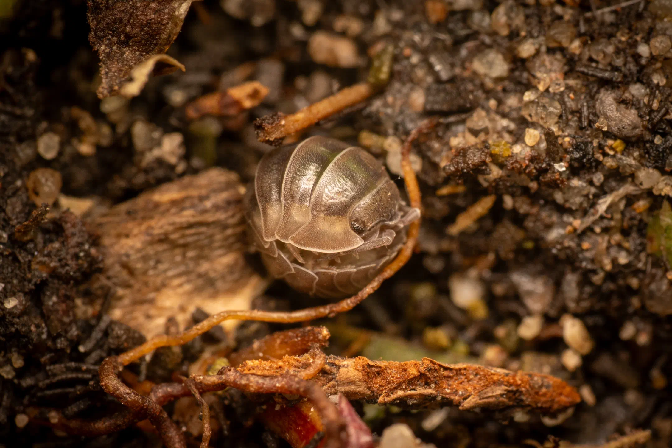 Pill Woodlice | Pill Woodlice