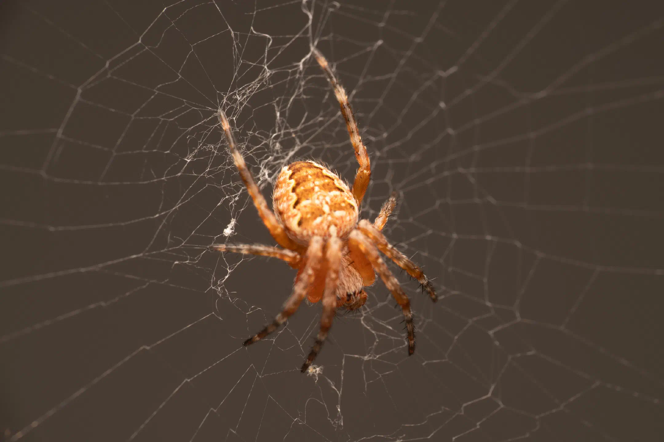 Cross Orbweaver | Cross Orbweaver