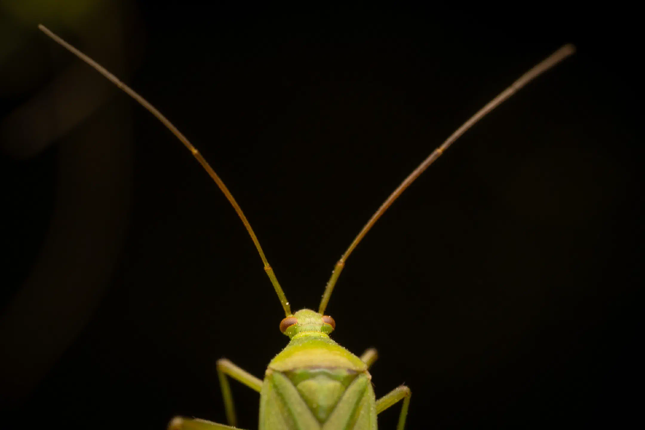 Calocoris affinis | Calocoris affinis