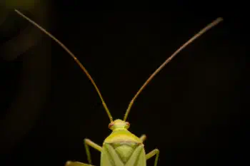 Calocoris affinis