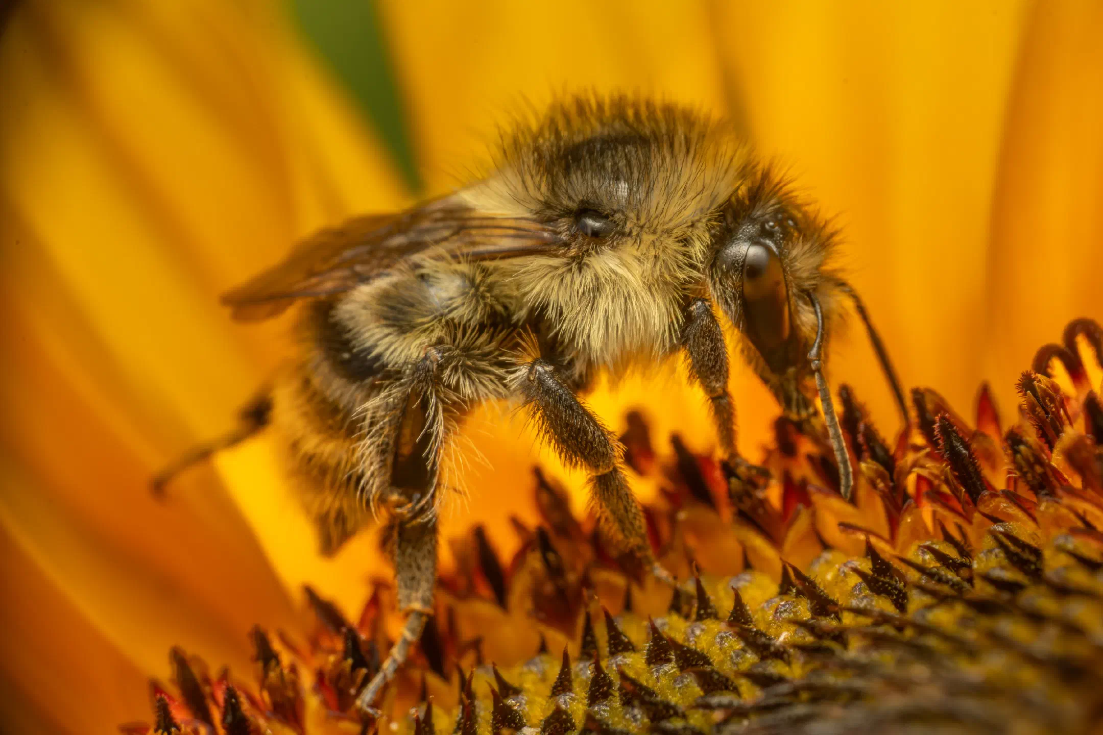 Shrill Carder-Bumble bee | Shrill Carder-Bumble bee