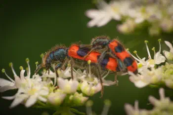 Bee-eating Beetle