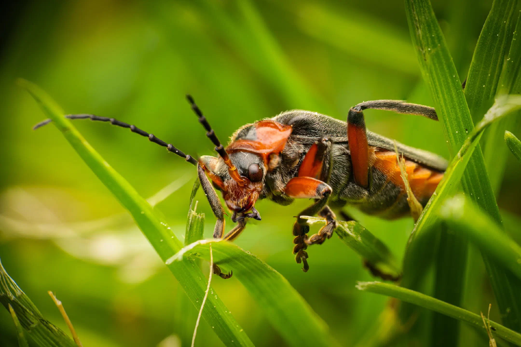 Rustic Sailor Beetle | Rustic Sailor Beetle