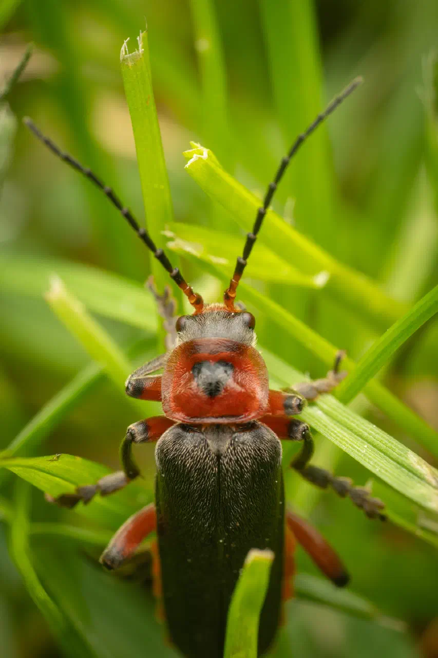 Rustic Sailor Beetle | Rustic Sailor Beetle