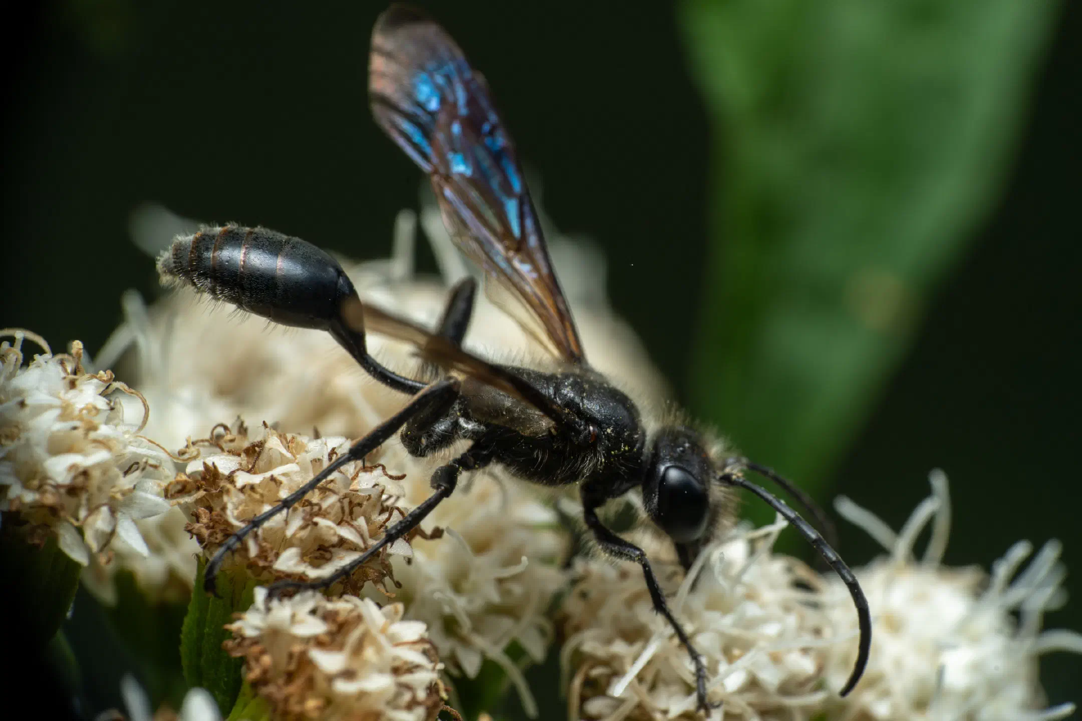 Mexican Grass-carrying Wasp | Mexican Grass-carrying Wasp