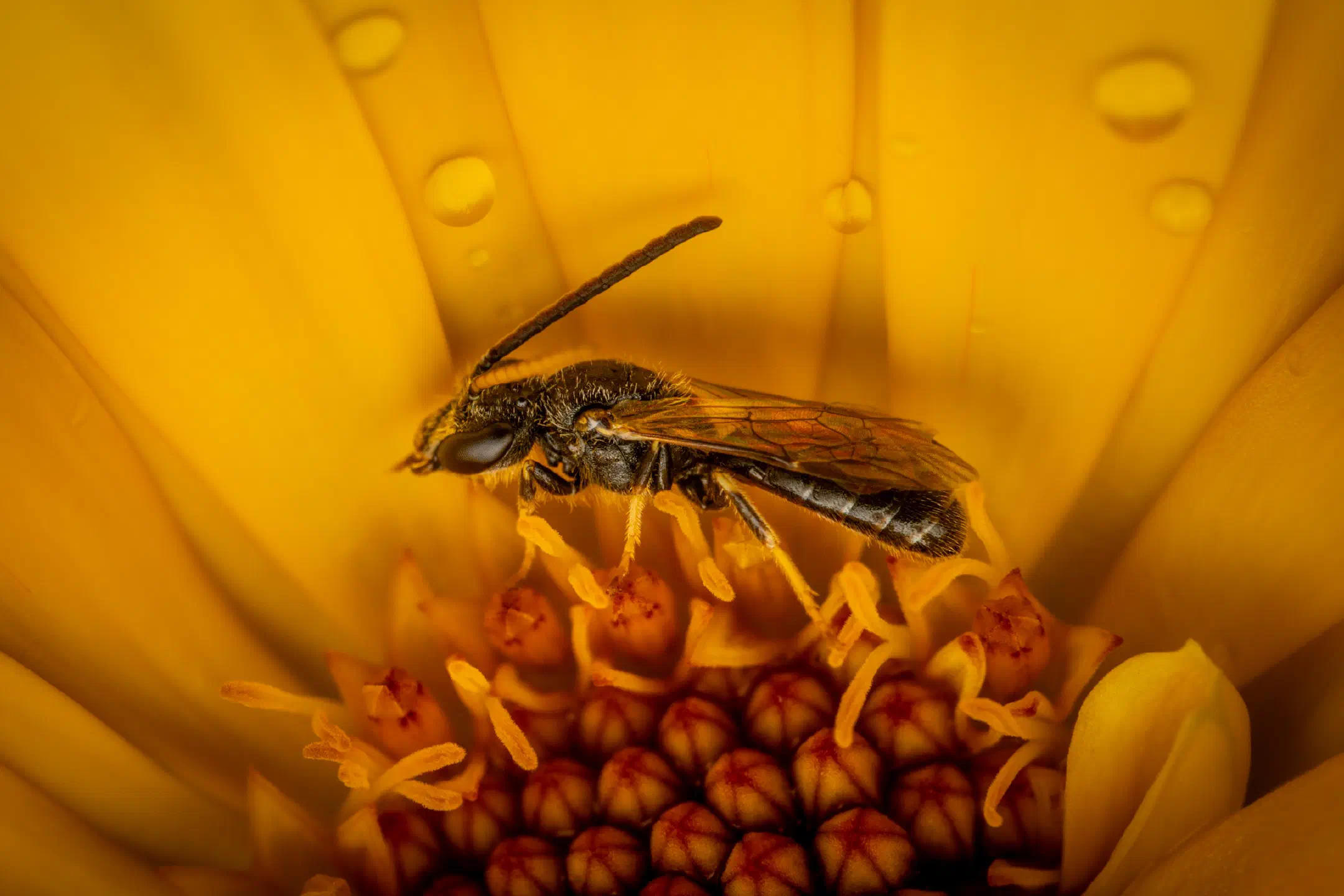 Sharp-collared Furrow Bee | Sharp-collared Furrow Bee