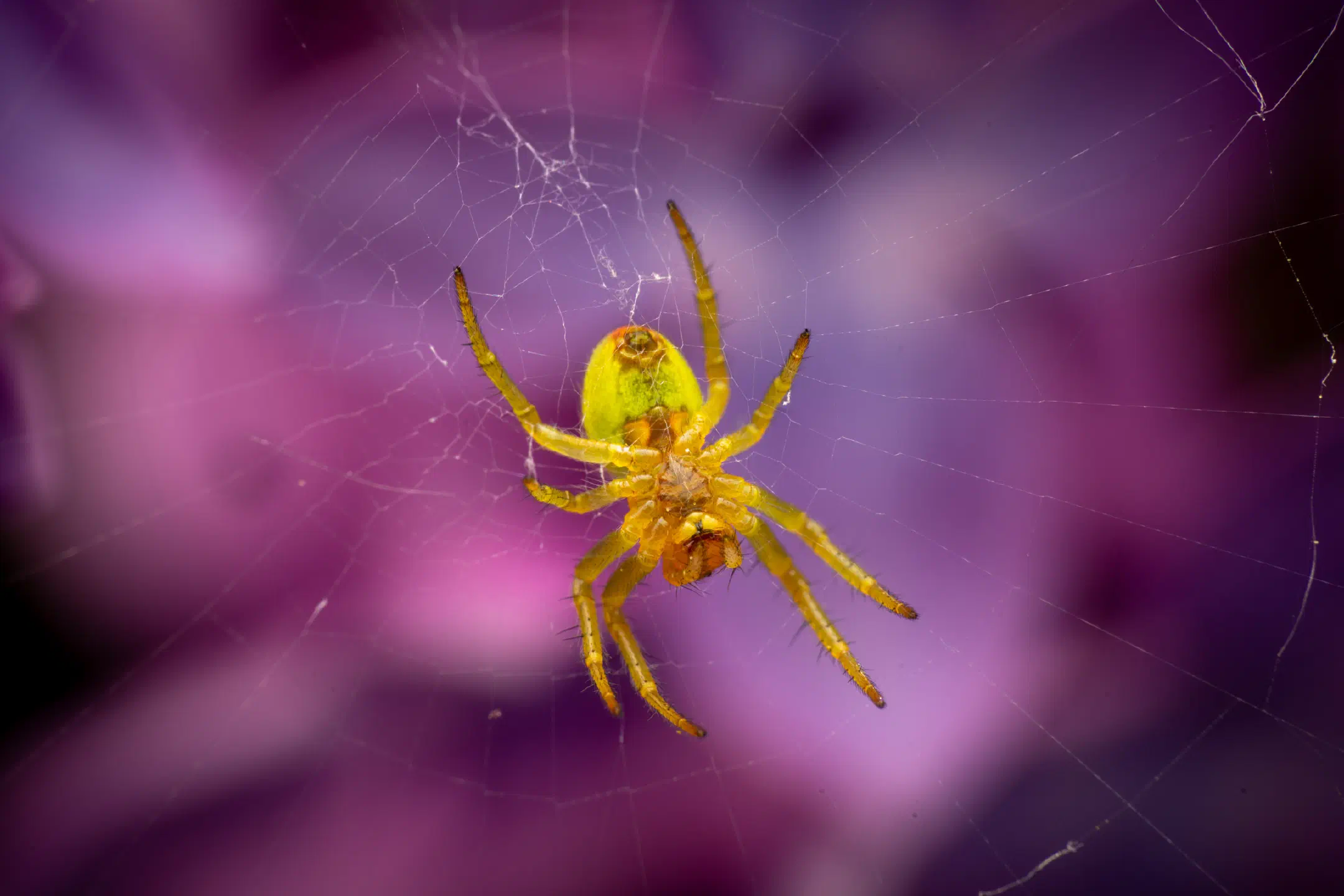 Cucumber Green Spider | Cucumber Green Spider
