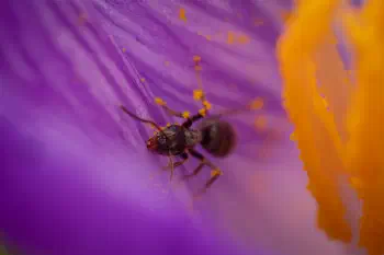 Black Garden Ant