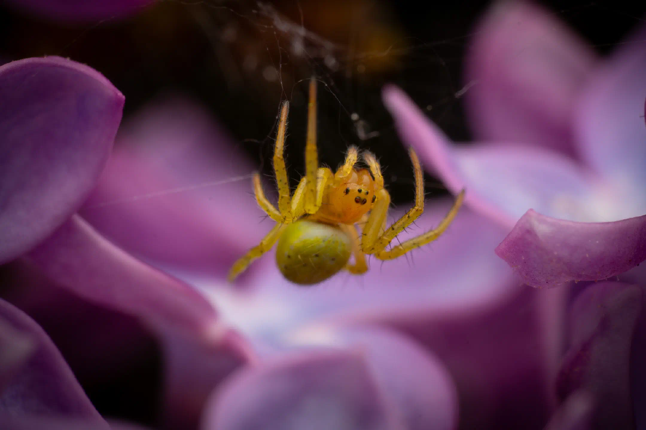 Cucumber Green Spider | Cucumber Green Spider