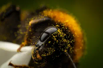 Garden Bumble Bee
