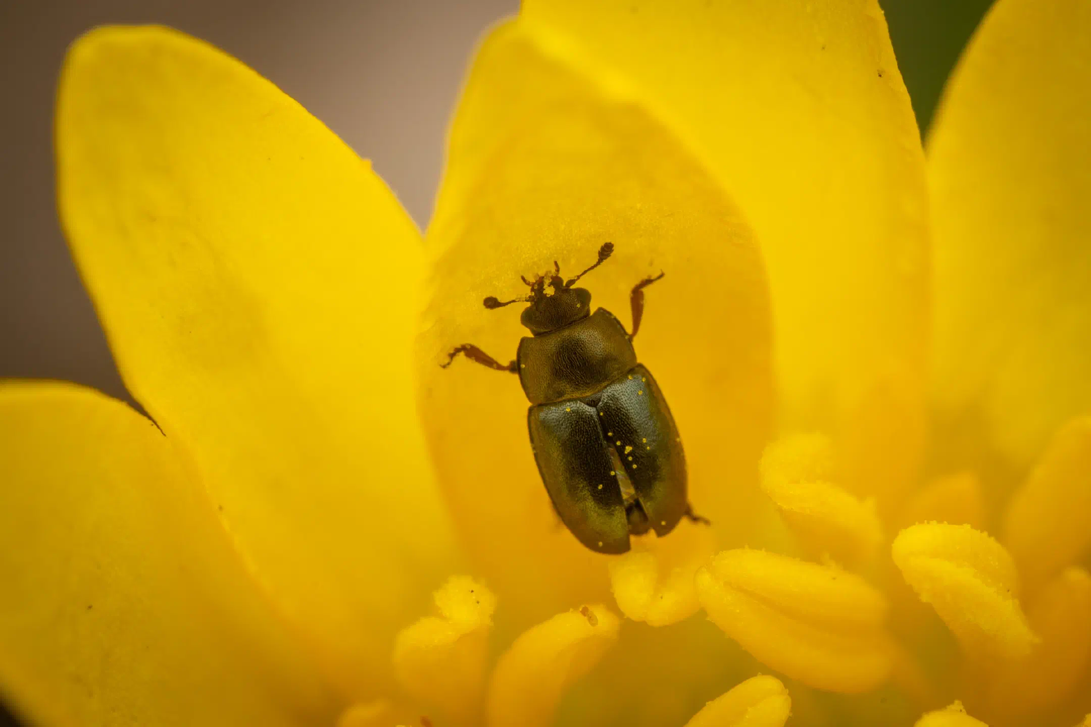 Common Pollen Beetle | Common Pollen Beetle