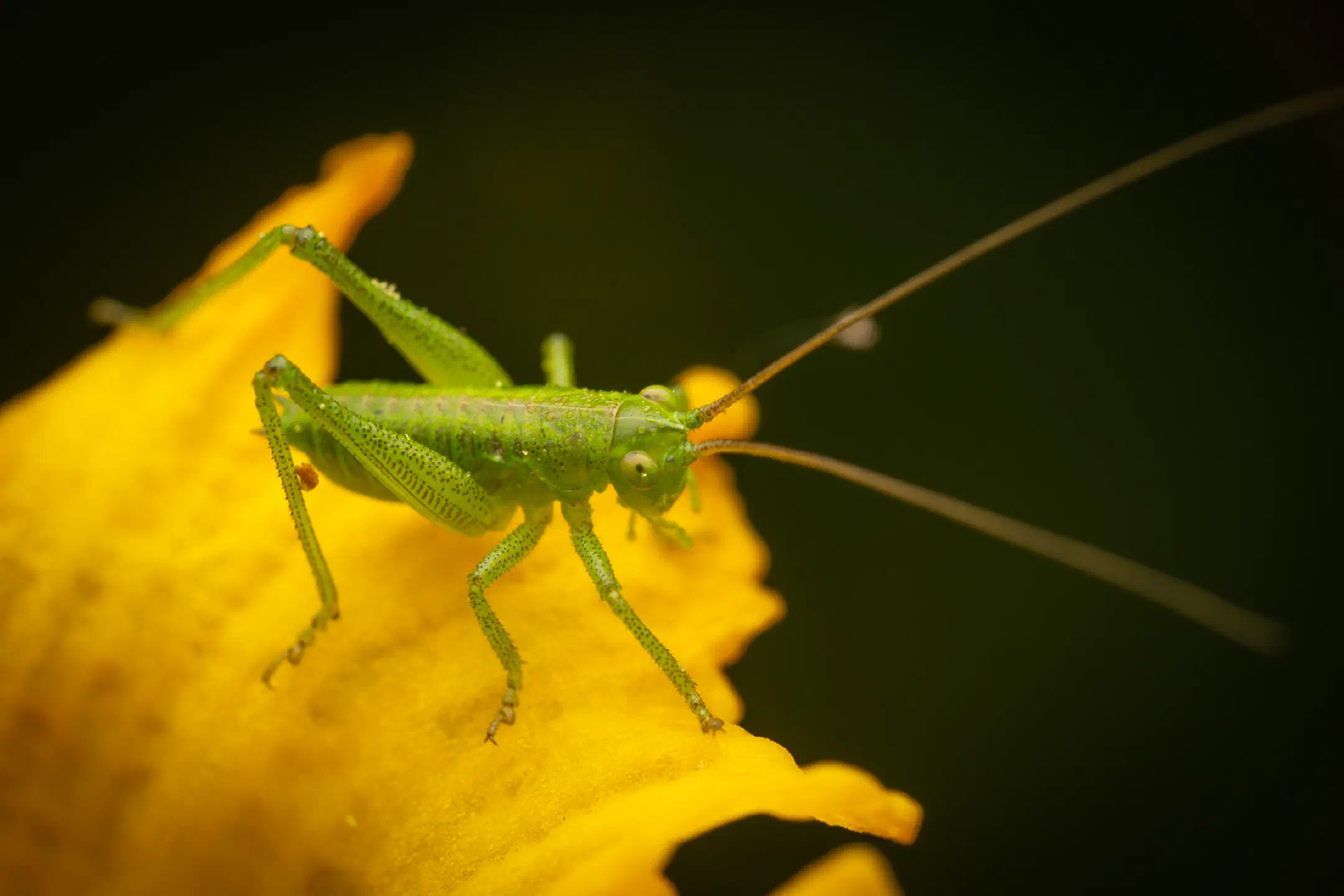 Tettigonia | Tettigonia