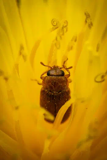 Byturus ochraceus