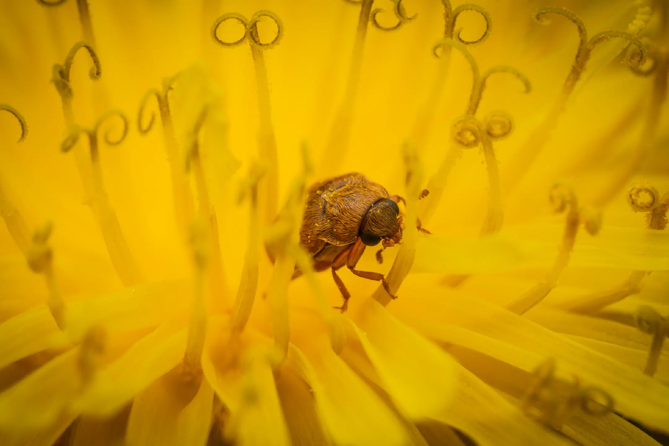 Byturus ochraceus | Byturus ochraceus
