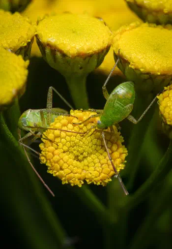 Alfalfa Plant Bug