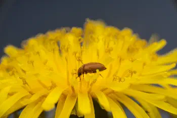 Byturus ochraceus