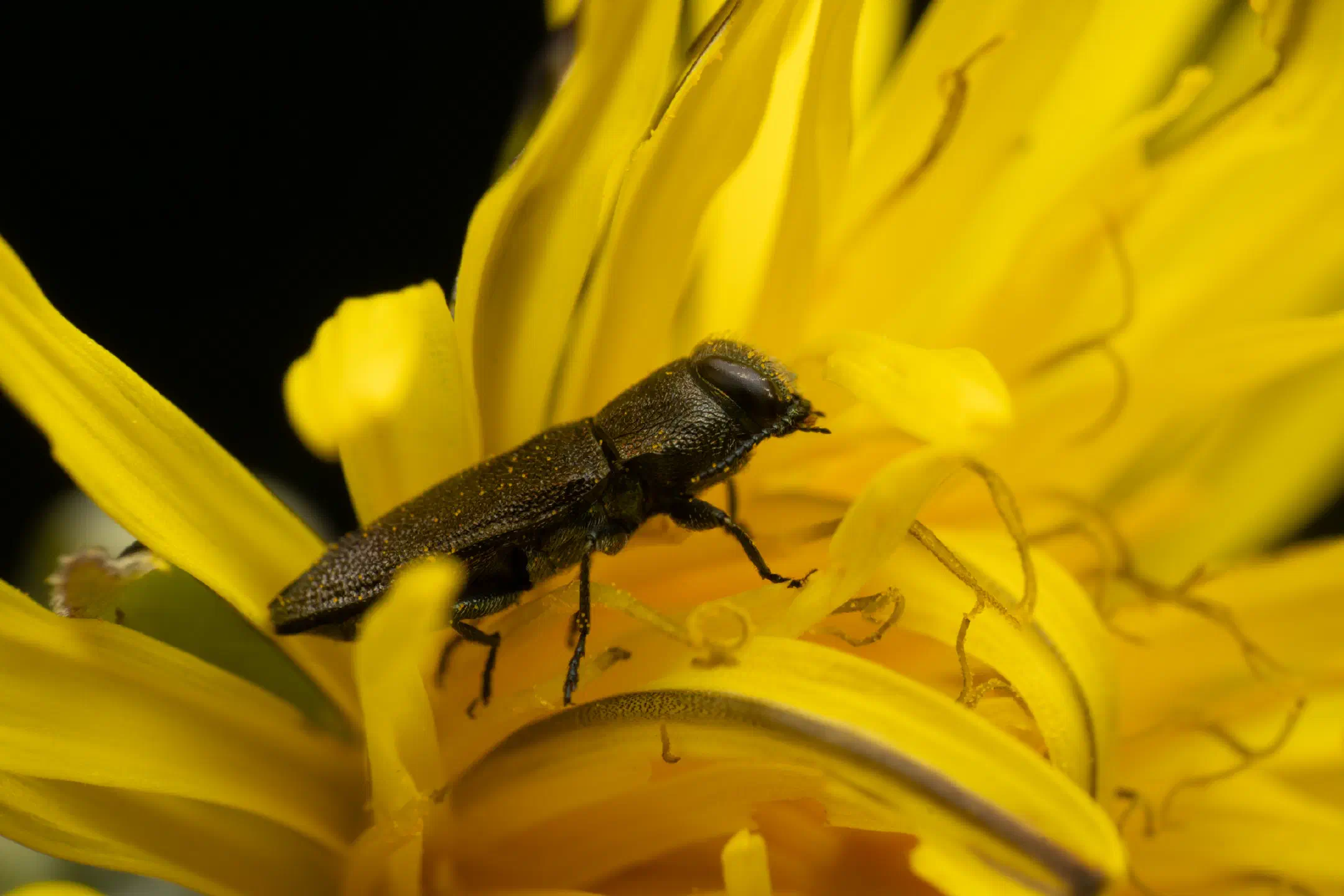 Anthaxia morio | Anthaxia morio