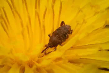 acorn weevil