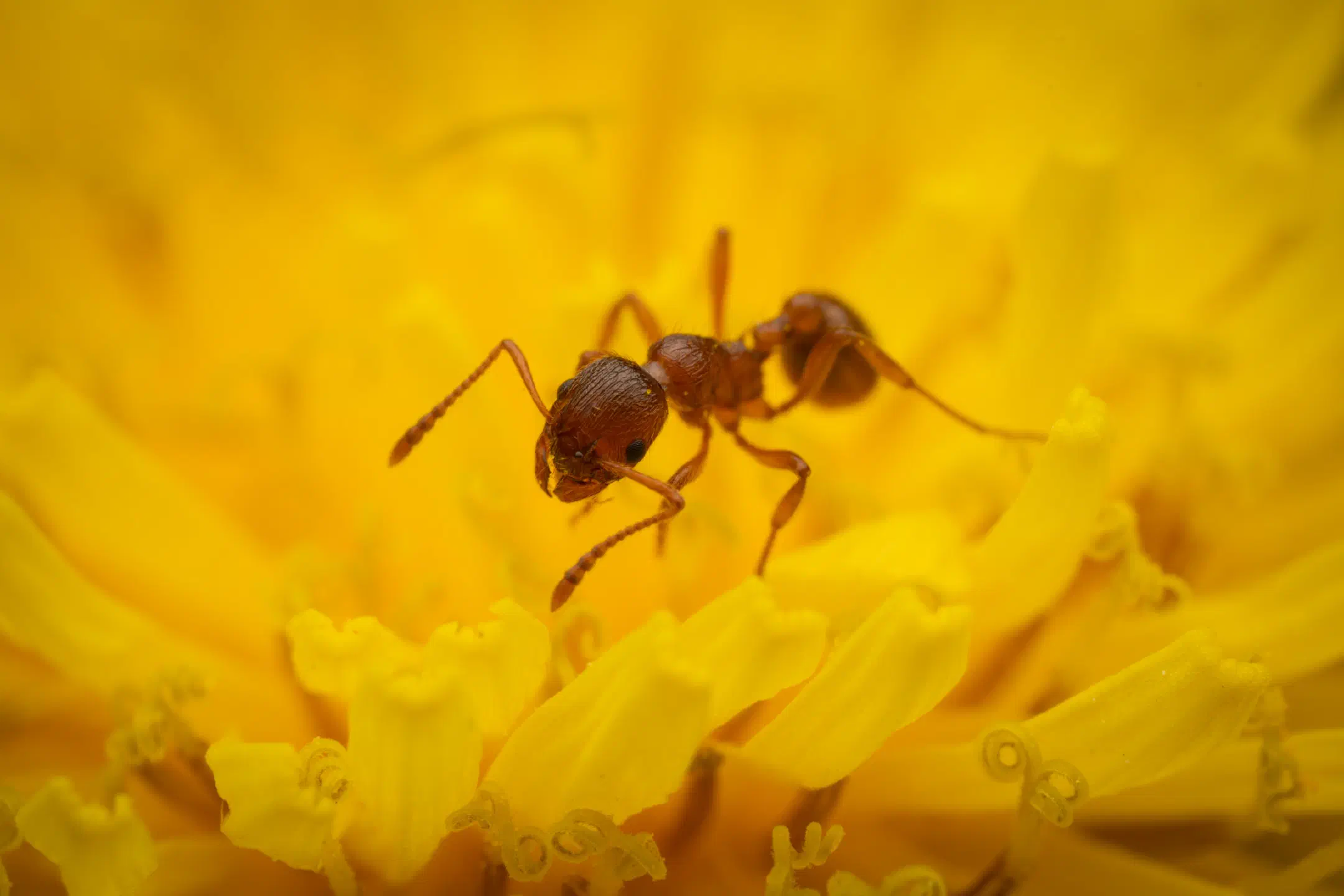 Myrmicine Ants | Myrmicine Ants