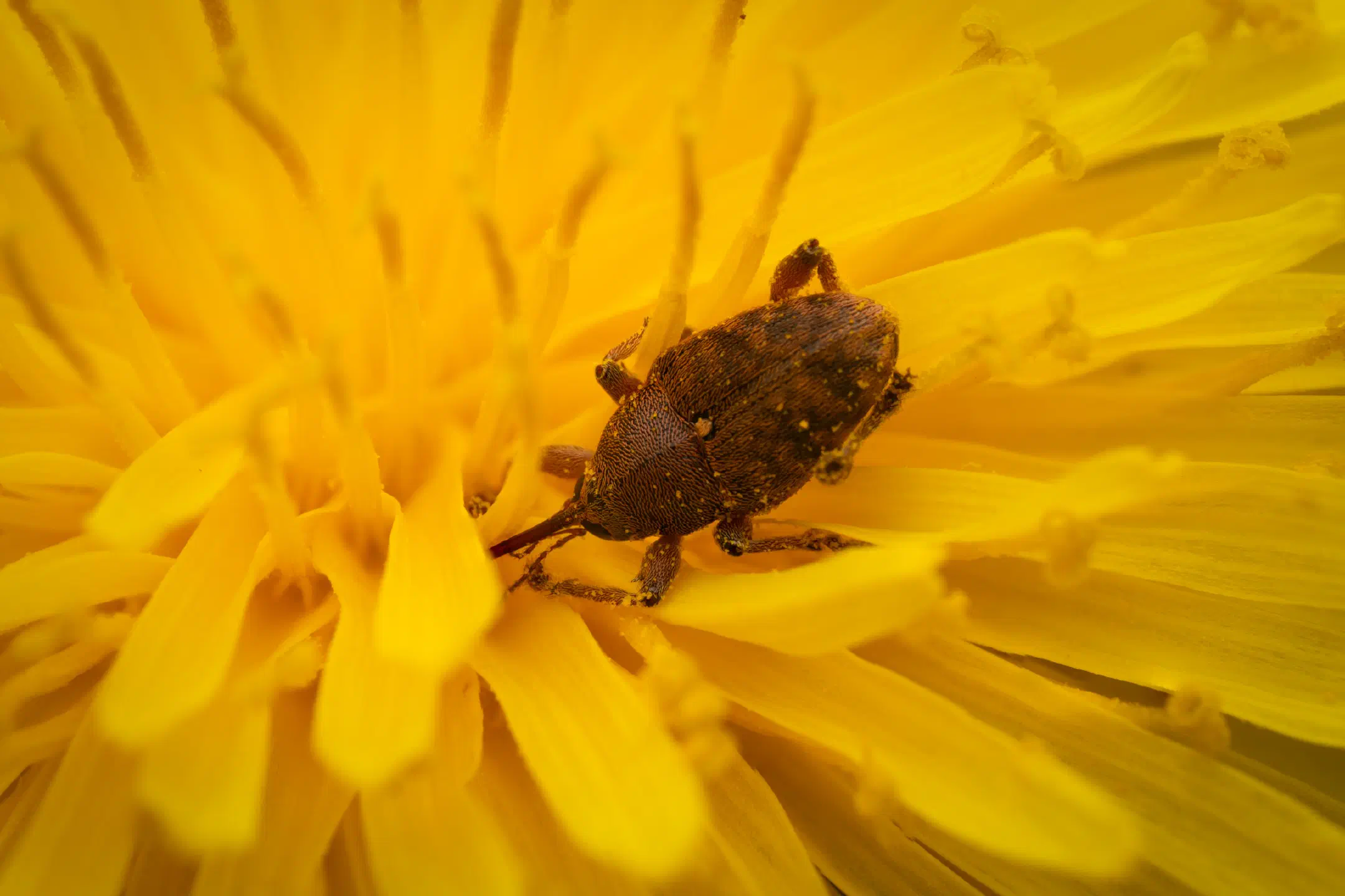 acorn weevil | acorn weevil