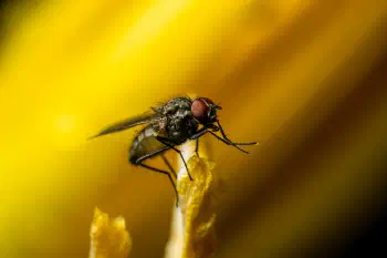 Common House Fly
