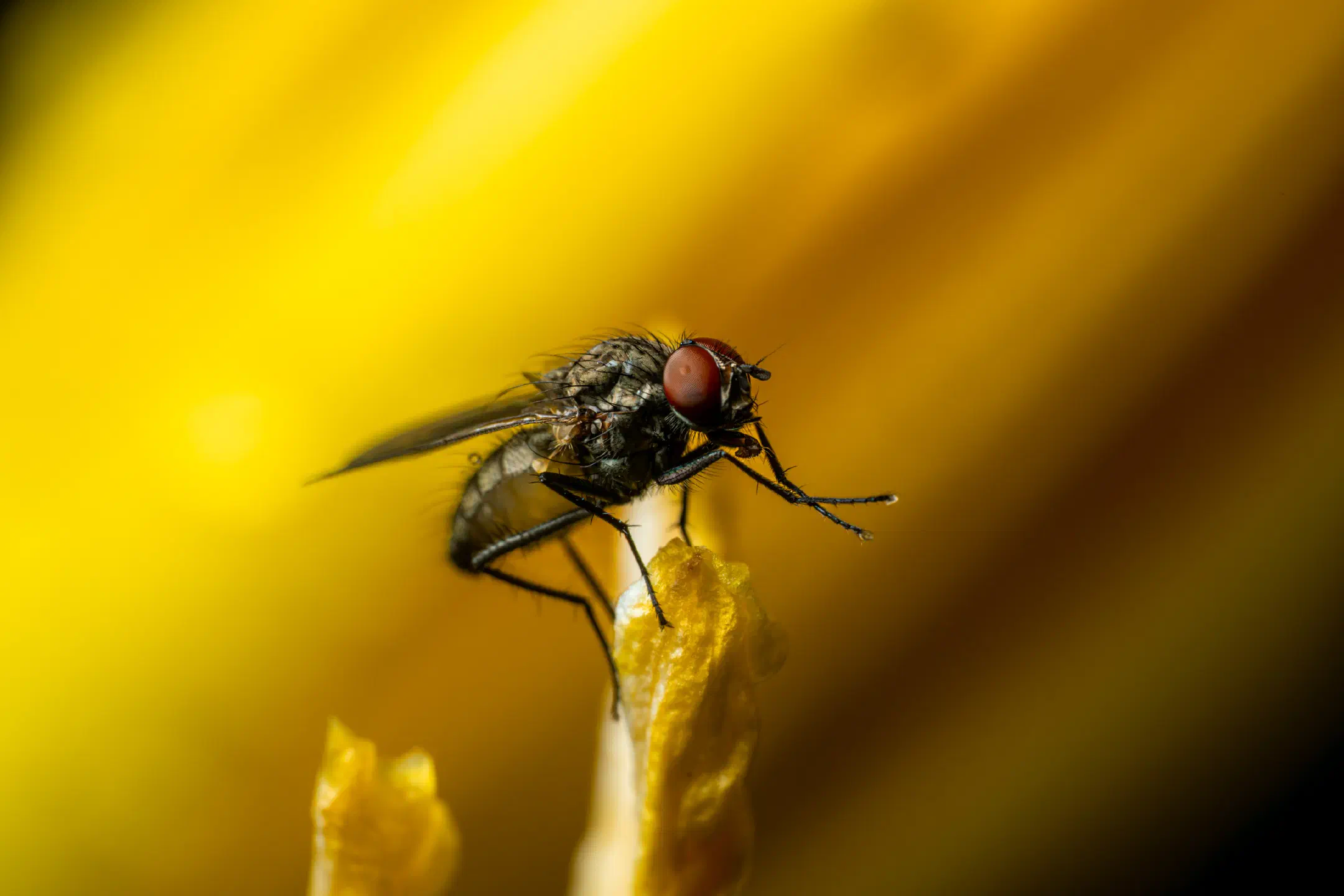 Common House Fly | Common House Fly
