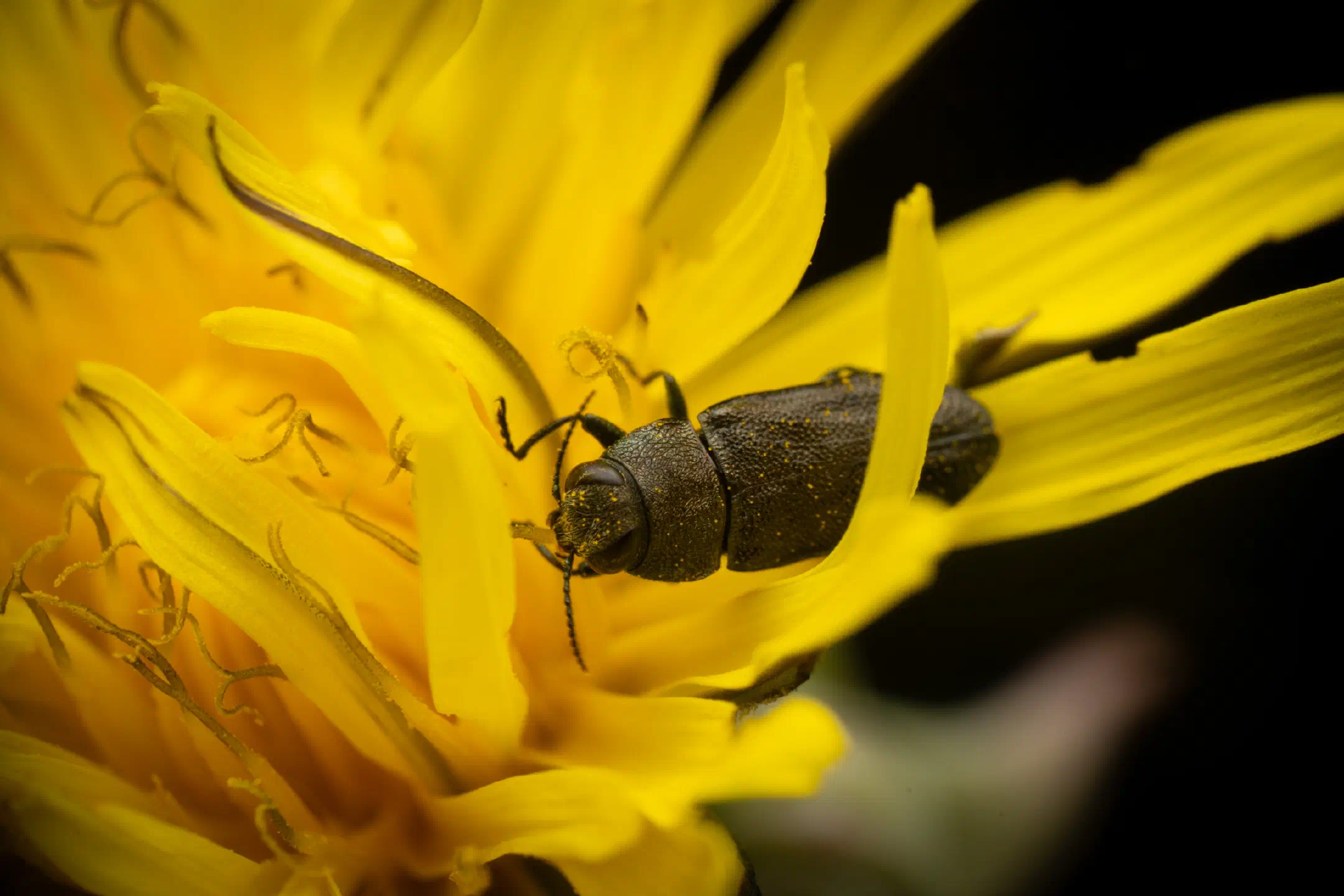 Anthaxia morio | Anthaxia morio