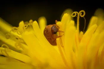 Byturus ochraceus