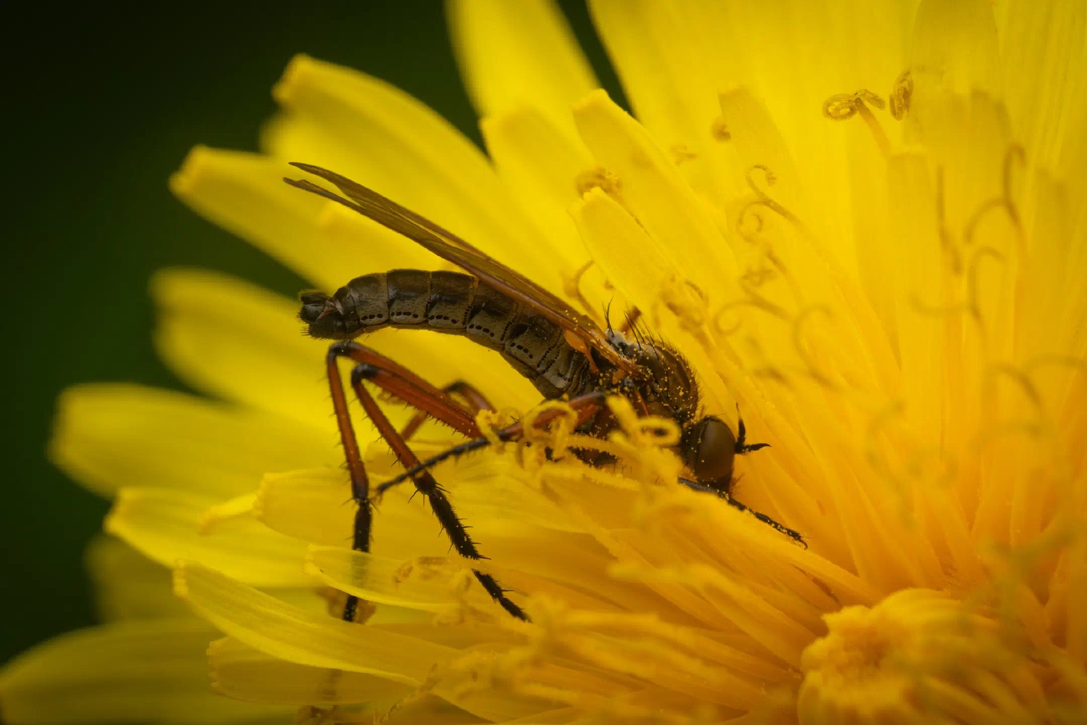 Dance Flies | Dance Flies
