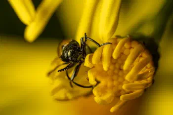 Labidostomis longimana