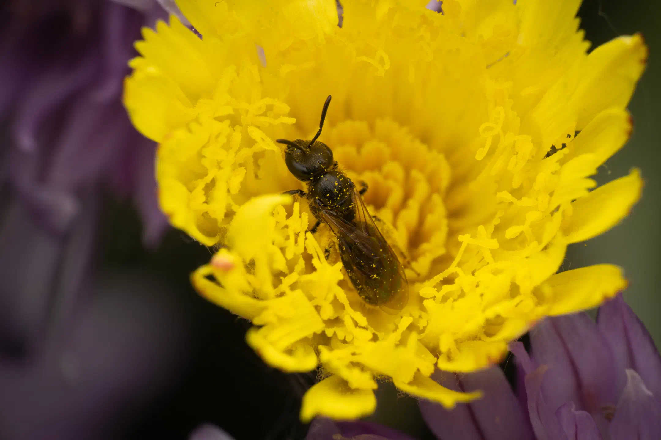 Lasioglossum | Lasioglossum
