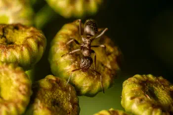 Brown Tree Ant