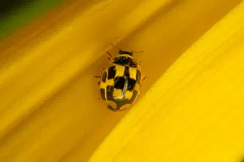 Fourteen-spotted Lady Beetle