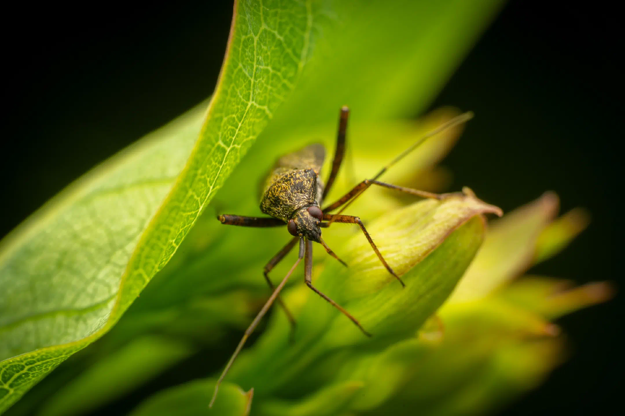 spotted plant bug | spotted plant bug