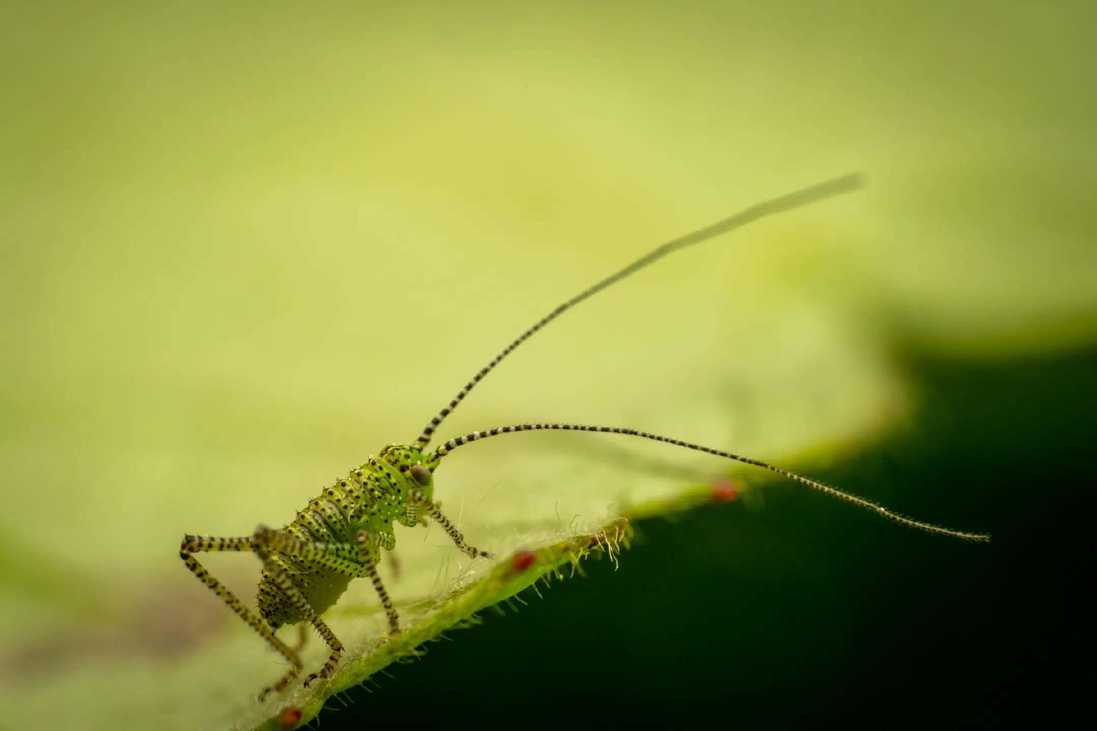 Speckled Bush-cricket | Speckled Bush-cricket