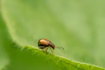 Luperaltica
