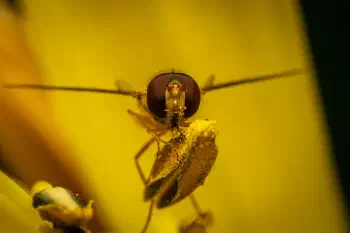 Marmalade Hover Fly