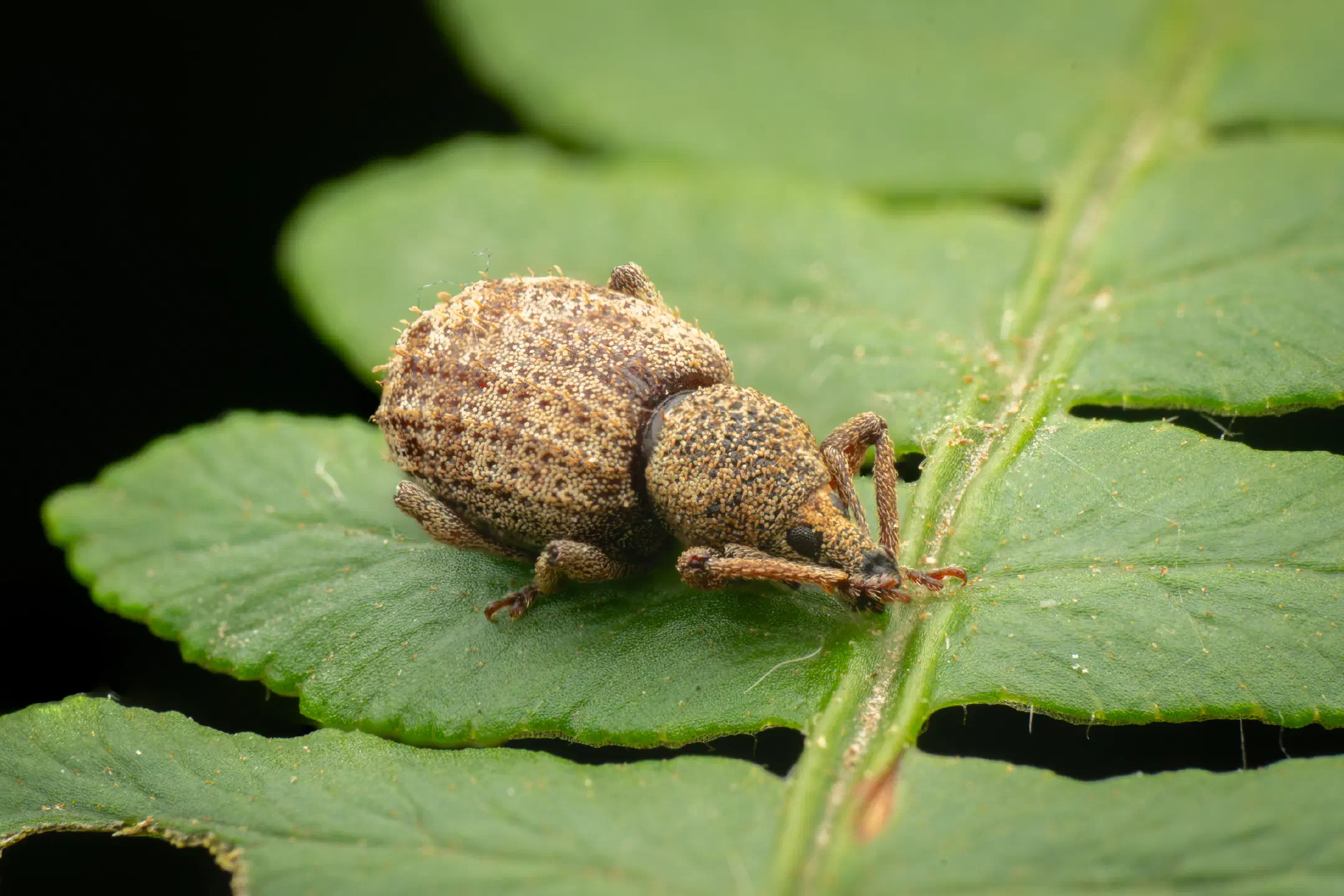 Otiorhynchus carinatopunctatus | Otiorhynchus carinatopunctatus