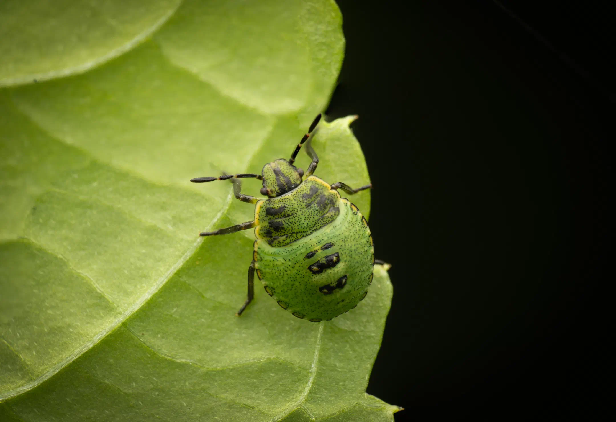 Green Shield Bug | Green Shield Bug