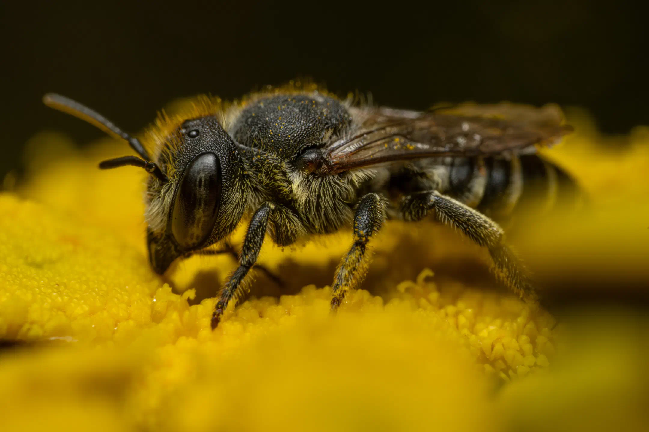 Alfalfa Leafcutter Bee | Alfalfa Leafcutter Bee