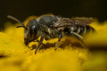 Alfalfa Leafcutter Bee