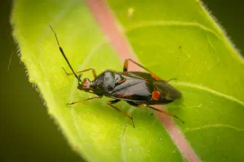 Red-spotted Plant Bug