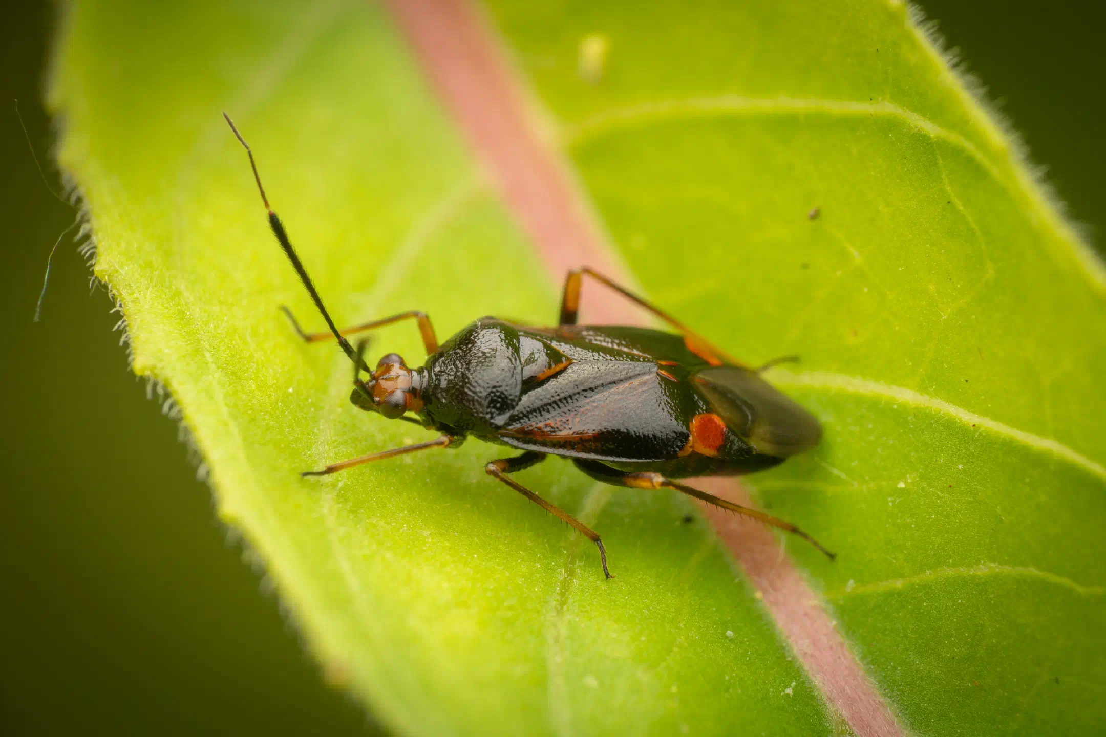 Red-spotted Plant Bug | Red-spotted Plant Bug