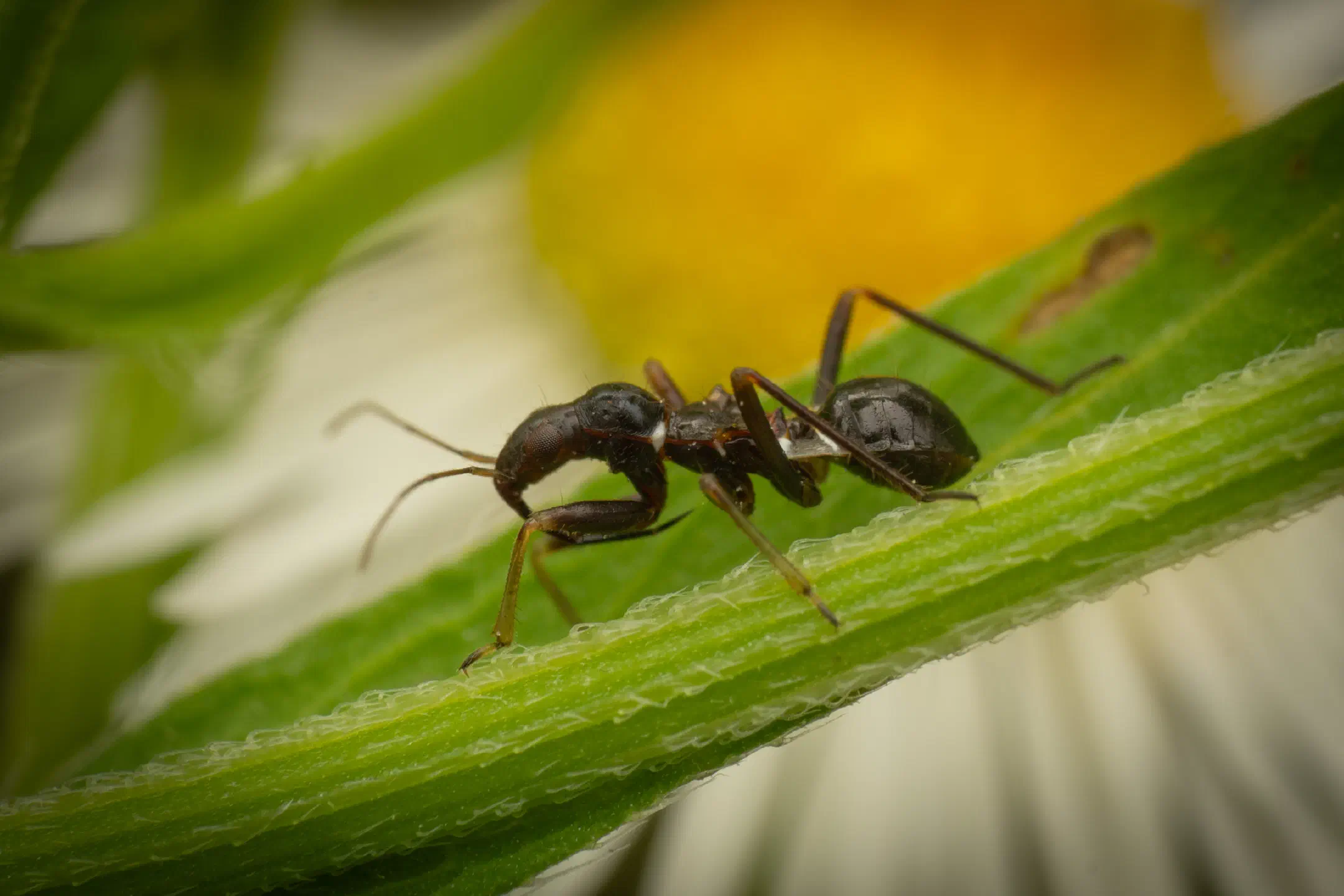 Ant Damselbug | Ant Damselbug