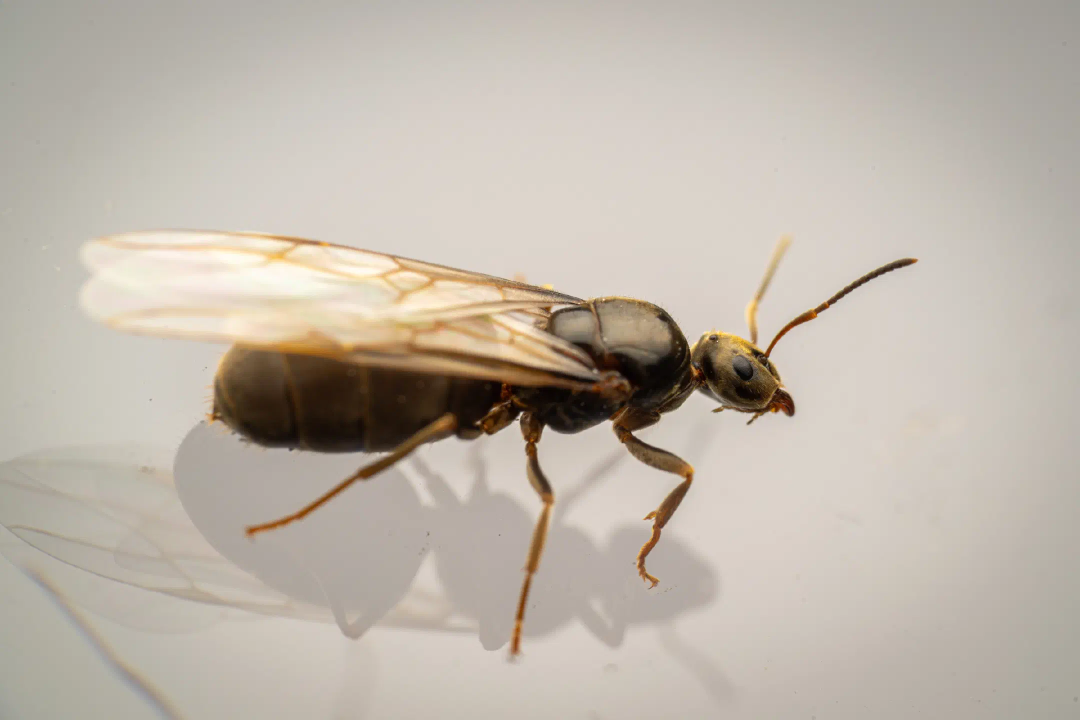 Brown Tree Ant | Brown Tree Ant