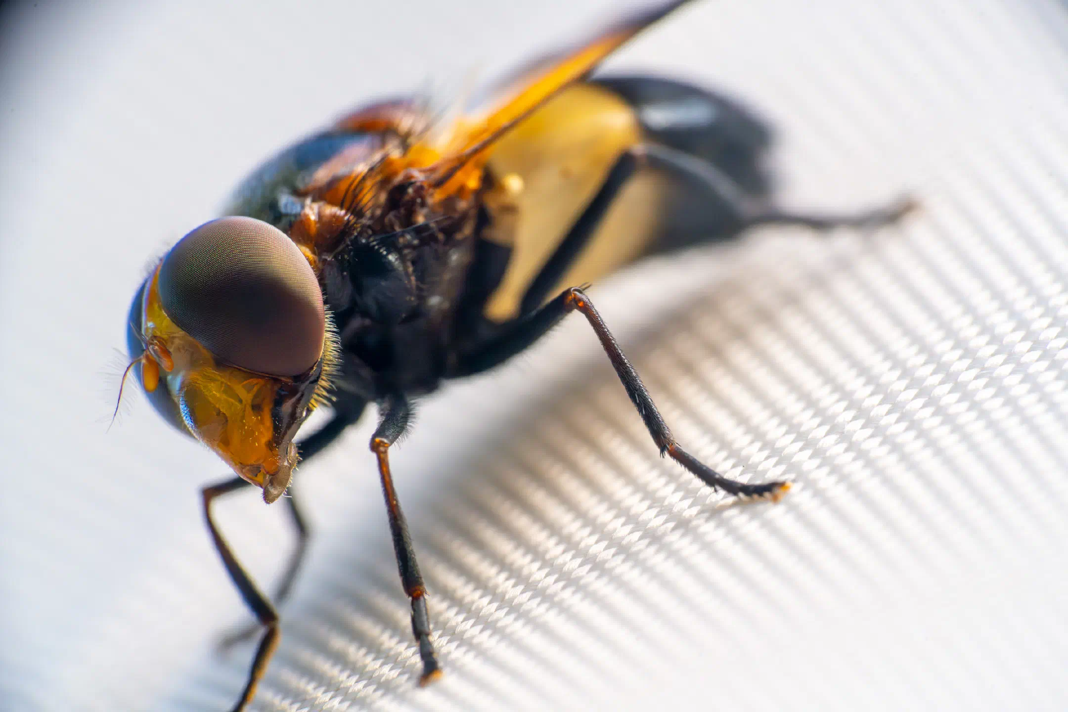 Pellucid Hover Fly | Pellucid Hover Fly