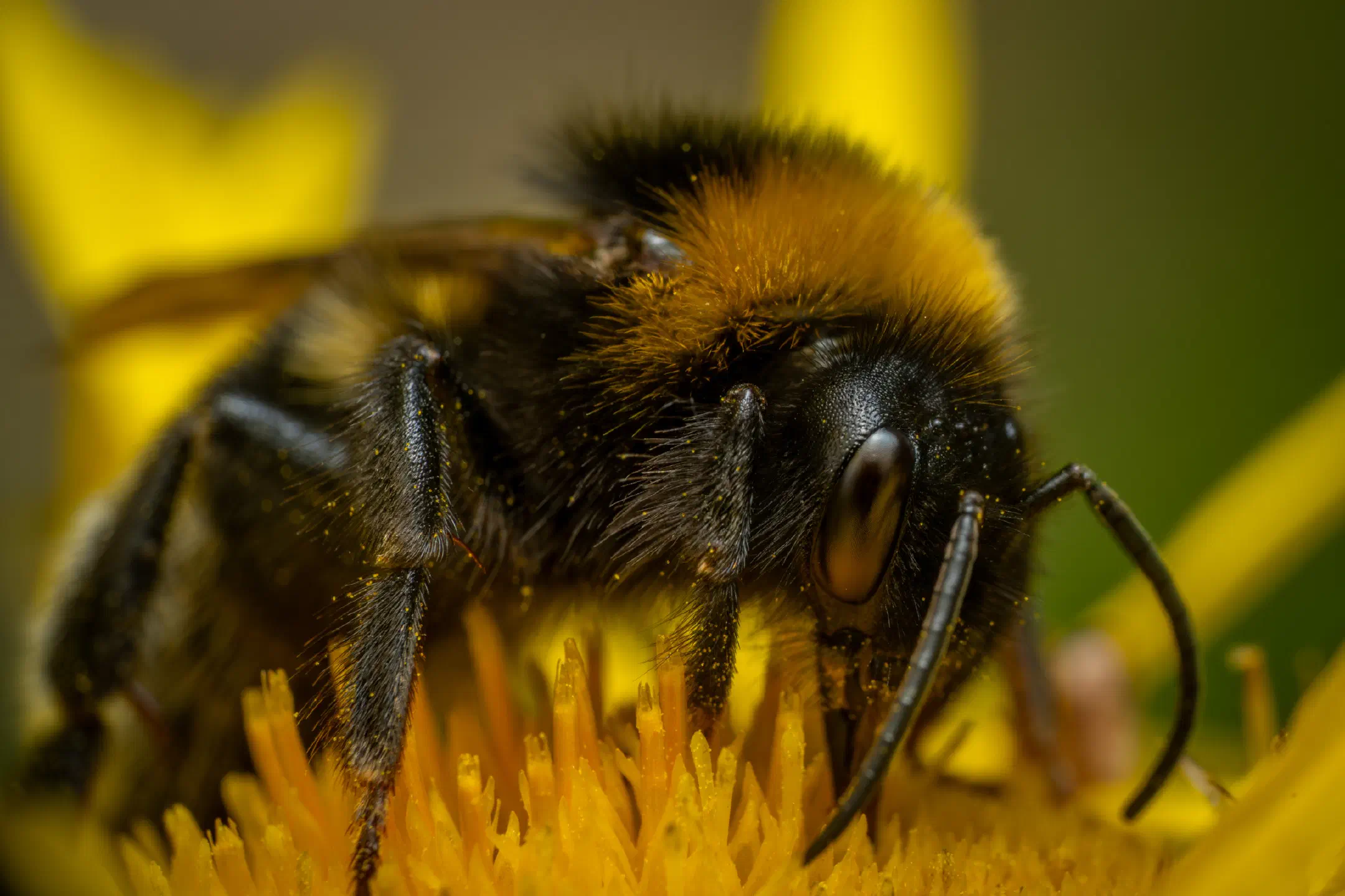 Garden Bumble Bee | Garden Bumble Bee