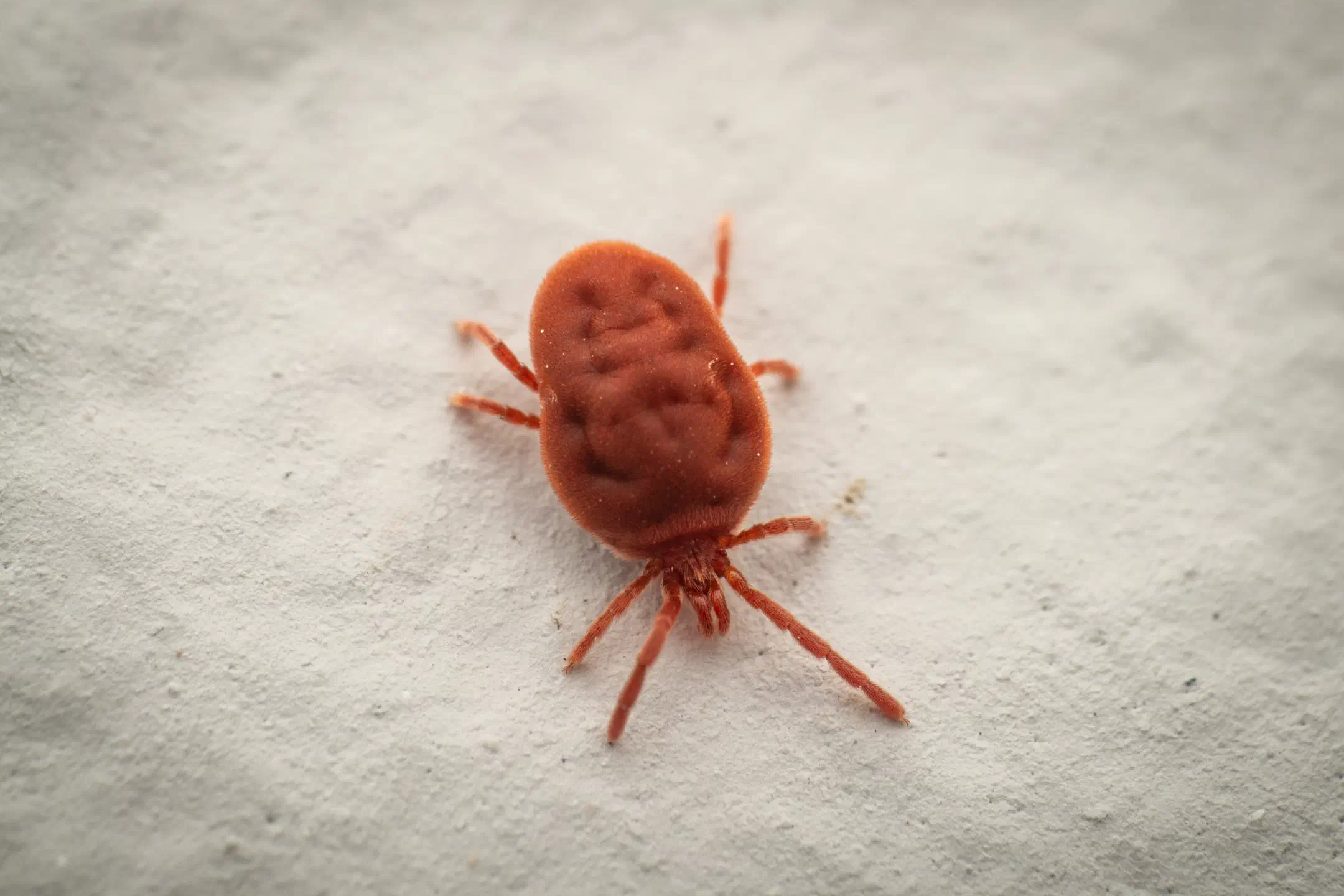 True Velvet Mites | True Velvet Mites