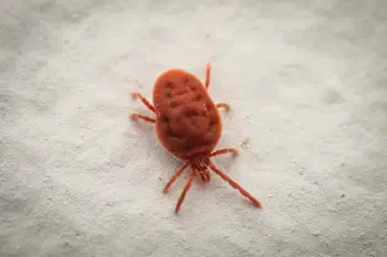 True Velvet Mites